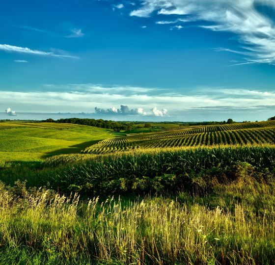 fields